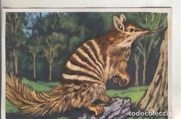 Sports collectibles: Cromos: Historia Natural numero 280 - Varios