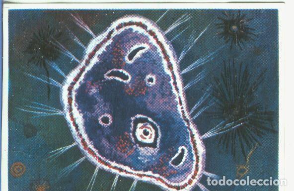 Sammelleidenschaft Sport: Cromos: Historia Natural numero 338 - Varios