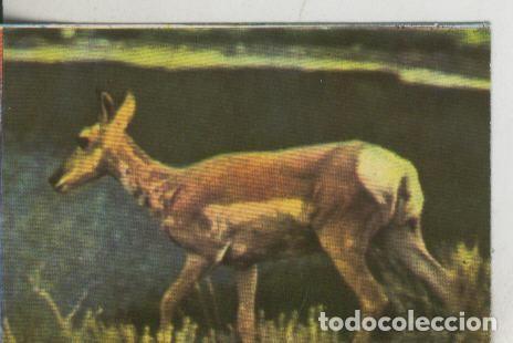 Sports collectibles: Cromos: La Naturaleza y sus maravillas numero 202 - Varios