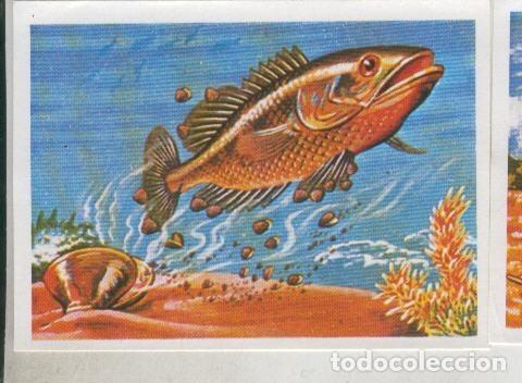 Collectionnisme sportif: Cromos: Sabias que....? numero 65 - Varios