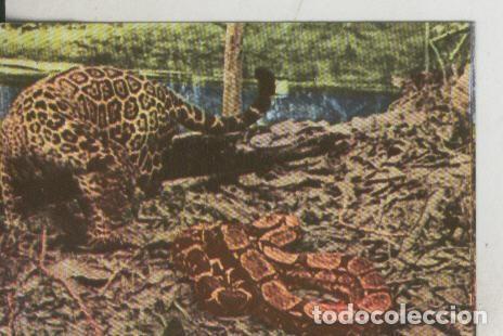 Coleccionismo deportivo: Cromos: La Naturaleza y sus maravillas numero 105 - Varios