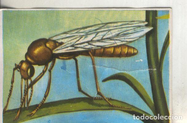 Colecionismo desportivo: Cromos: Historia Natural numero 245 - Varios