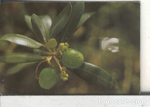 Sammelleidenschaft Sport: Cromos: Arbres de Barcelona numero 52.B: Olivera: fruit i fulles - Varios