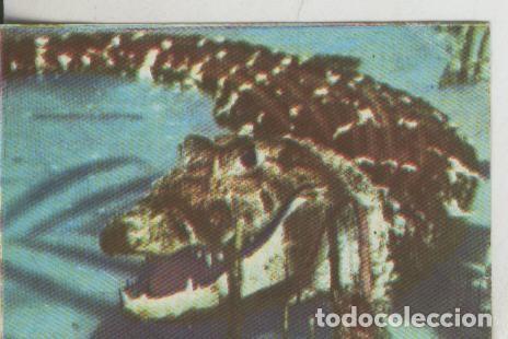 Collezionismo sportivo: Cromos: La Naturaleza y sus maravillas numero 022 - Varios