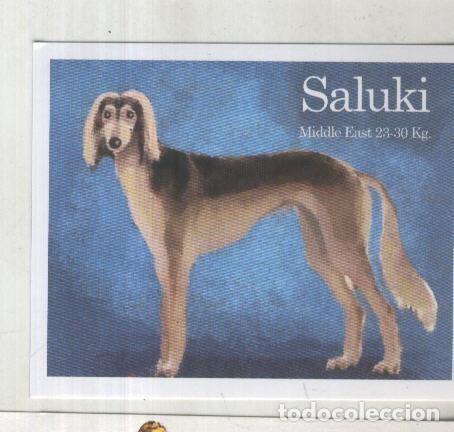 Sports collectibles: Cromo: Album Imaginarium numero 01: Saluki - varios