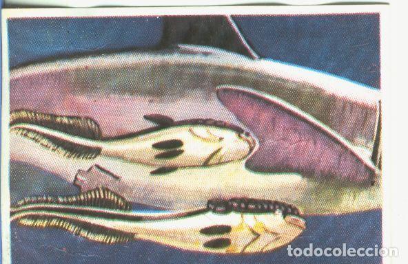 Coleccionismo deportivo: Cromos: Historia Natural numero 373 - Varios