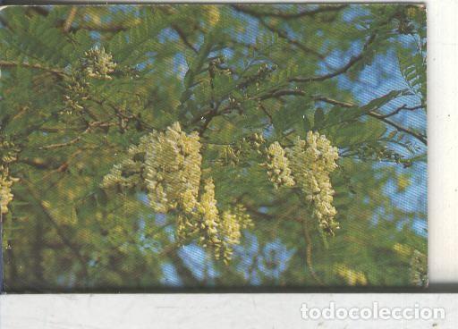 Coleccionismo deportivo: Cromos: Arbres de Barcelona numero 30.B: Robinia: flors i fulles - Varios