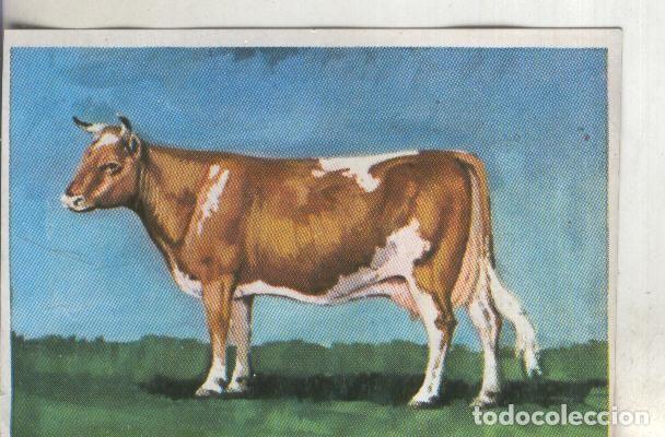 Coleccionismo deportivo: Cromos: Historia Natural numero 320 - Varios