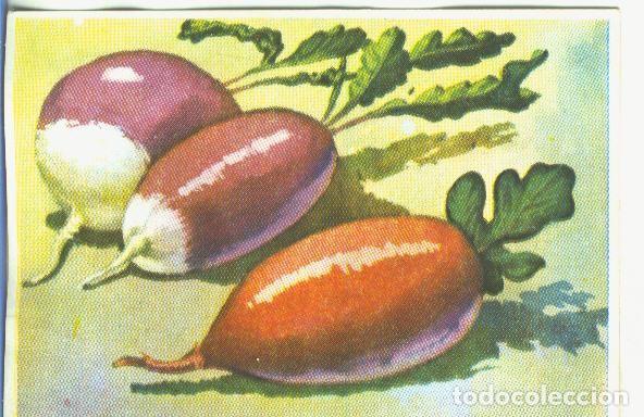 Colecionismo desportivo: Cromos: Historia Natural numero 462 - Varios