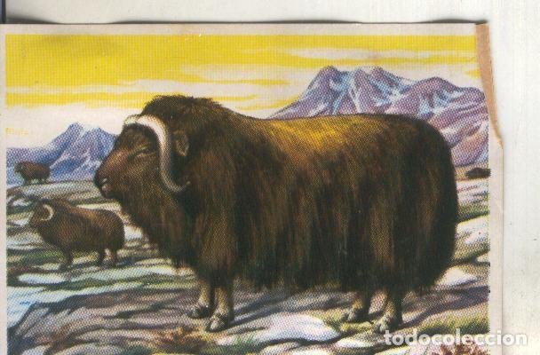 Coleccionismo deportivo: Cromos: Historia Natural numero 310 - Varios