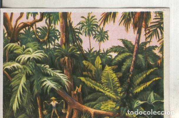 Coleccionismo deportivo: Cromos: Historia Natural numero 408 - Varios