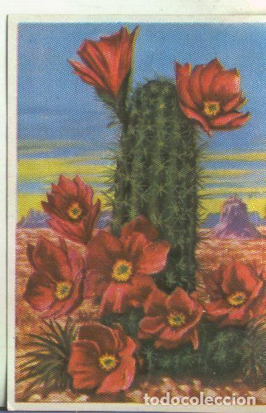 Coleccionismo deportivo: Cromos: Historia Natural numero 477 - Varios