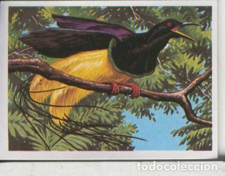 Coleccionismo deportivo: Cromos: El Mas y el Menos numero 083: el ave mas exotica - Varios