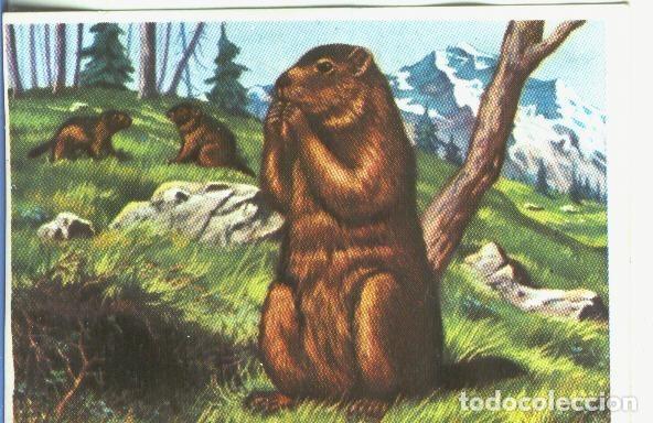 Collezionismo sportivo: Cromos: Historia Natural numero 180 - Varios