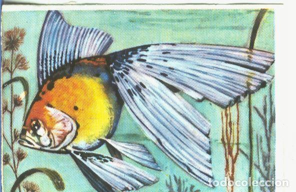 Collezionismo sportivo: Cromos: Historia Natural numero 329 - Varios