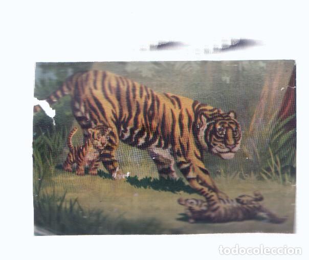 Collezionismo sportivo: Cromos: de la Selva Misteriosa a los abismos del mar: numero 072: Mas tarde seran feroces