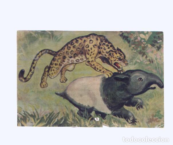 Collezionismo sportivo: Cromos: de la Selva Misteriosa a los abismos del mar: numero 096: Vida y muerte