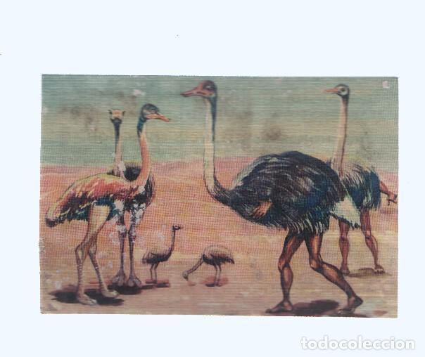 Sports collectibles: Cromos: de la Selva Misteriosa a los abismos del mar: numero 163: Hombres avestruces en accon