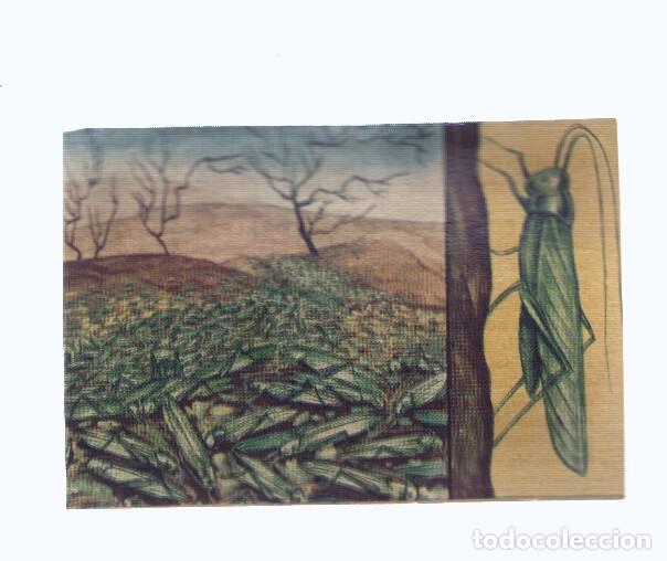Sports collectibles: Cromos: de la Selva Misteriosa a los abismos del mar: numero 158: Piratas de la naturaleza