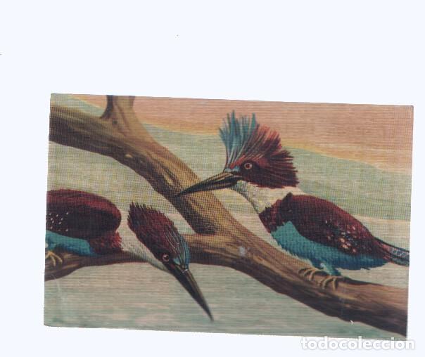 Colecionismo desportivo: Cromos: de la Selva Misteriosa a los abismos del mar: numero 191: Pajaros rey pescadores
