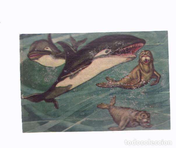 Colecionismo desportivo: Cromos: de la Selva Misteriosa a los abismos del mar: numero 204: La voraz orca en accion