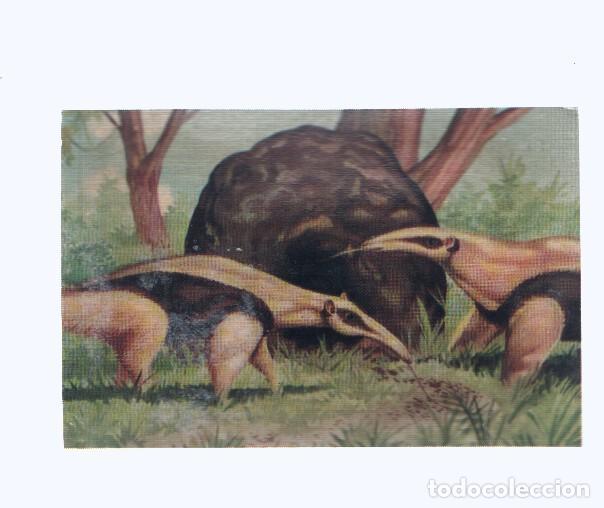 Colecionismo desportivo: Cromos: de la Selva Misteriosa a los abismos del mar: numero 229: Osos hormigueros