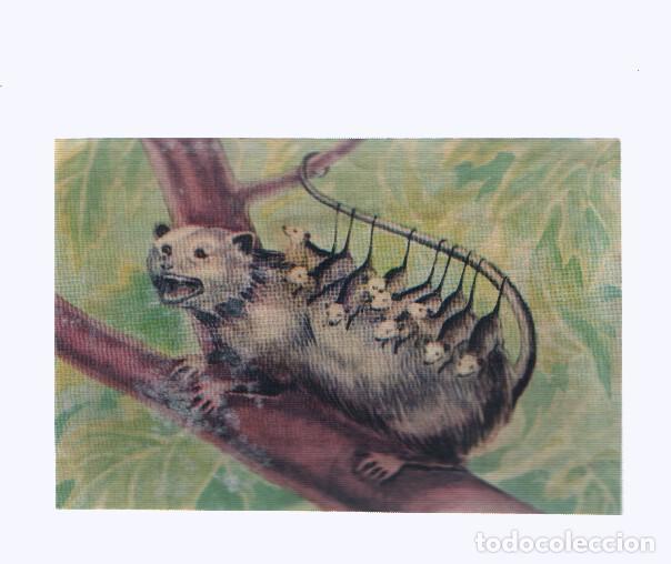 Colecionismo desportivo: Cromos: de la Selva Misteriosa a los abismos del mar: numero 241: La mama Omnibus