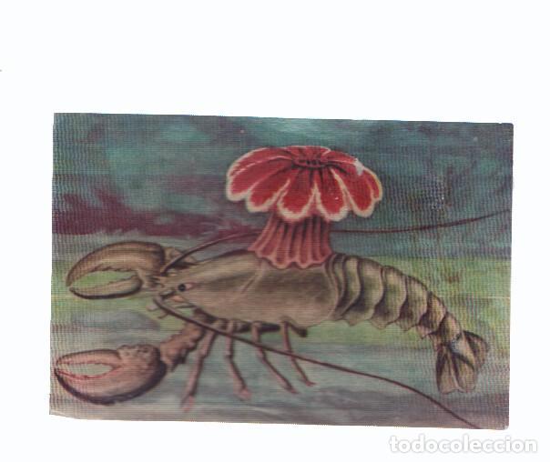 Colecionismo desportivo: Cromos: de la Selva Misteriosa a los abismos del mar: numero 287: Buena asociacion