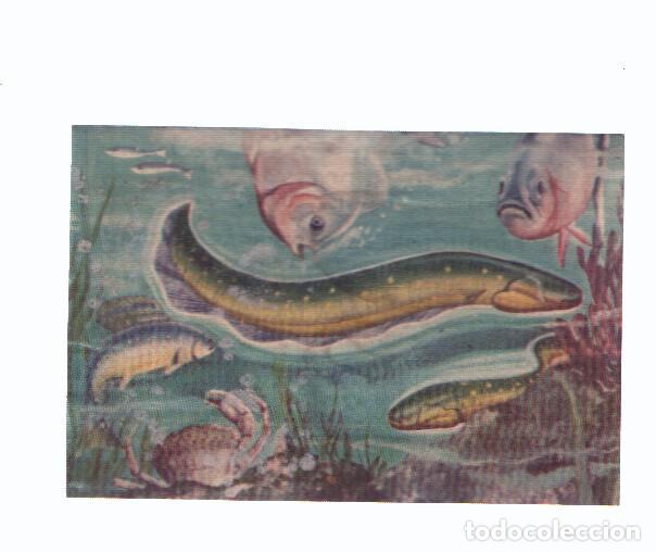 Colecionismo desportivo: Cromos: de la Selva Misteriosa a los abismos del mar: numero 280: Productor de descargas electricas