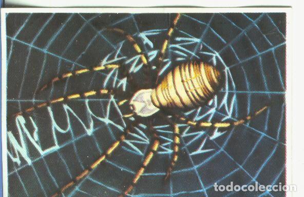 Coleccionismo deportivo: Cromos: Historia Natural numero 132 - Varios