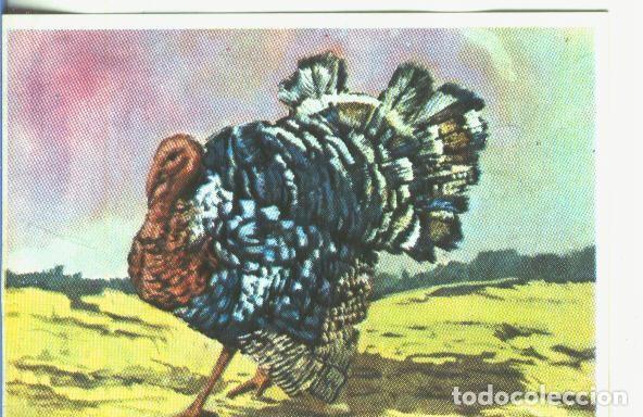 Coleccionismo deportivo: Cromos: Historia Natural numero 355 - Varios