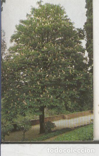 Collezionismo sportivo: Cromos: Arbres de Barcelona numero 43:A: Castanyer d,India - Varios