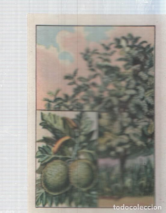 Colecionismo desportivo: Cromo Nestle numerado 019: Flora