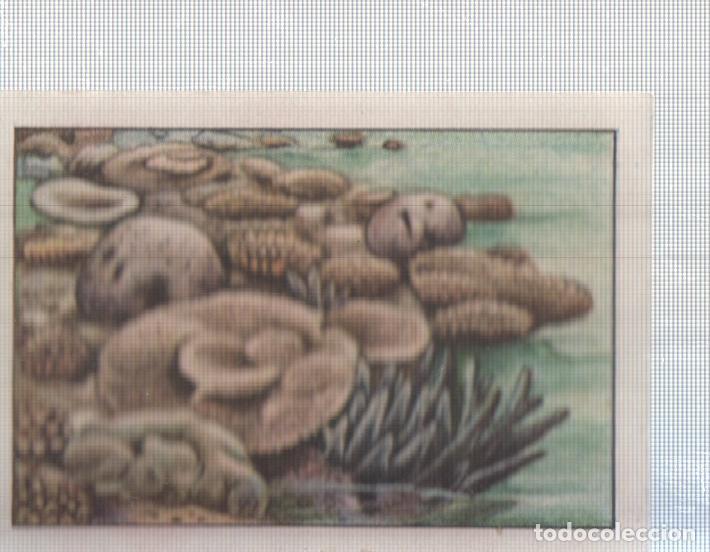 Colecionismo desportivo: Cromo Nestle numerado 034: Corales