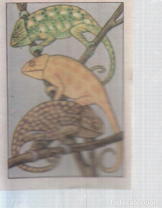 Colecionismo desportivo: Cromo Nestle numerado 039: Camaleon