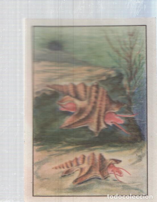 Colecionismo desportivo: Cromo Nestle numerado 072: Fauna marina