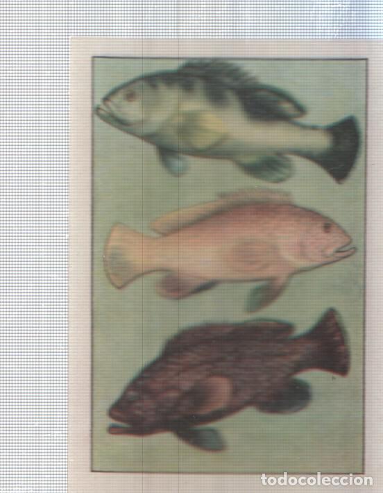 Colecionismo desportivo: Cromo Nestle numerado 079: peces
