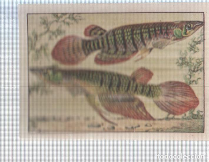 Colecionismo desportivo: Cromo Nestle numerado 097: Peces
