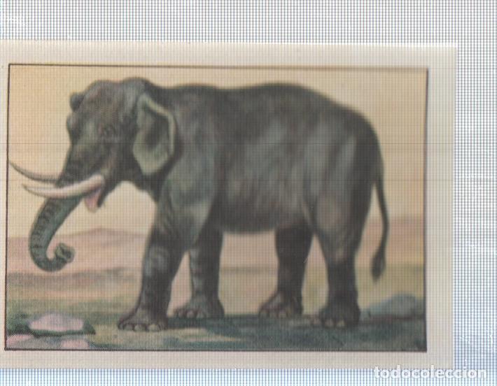 Colecionismo desportivo: Cromo Nestle numerado 112: Elefante