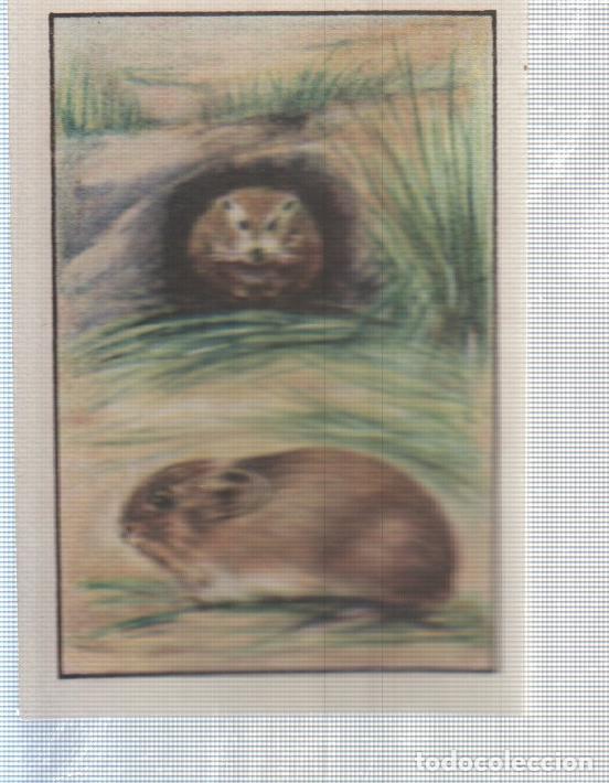 Colecionismo desportivo: Cromo Nestle numerado 134: Conejos