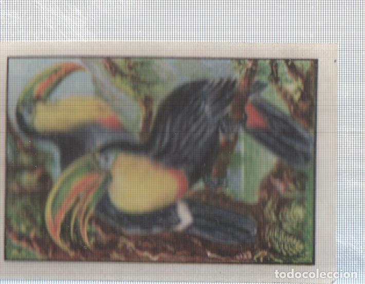 Colecionismo desportivo: Cromo Nestle numerado 147: Ave