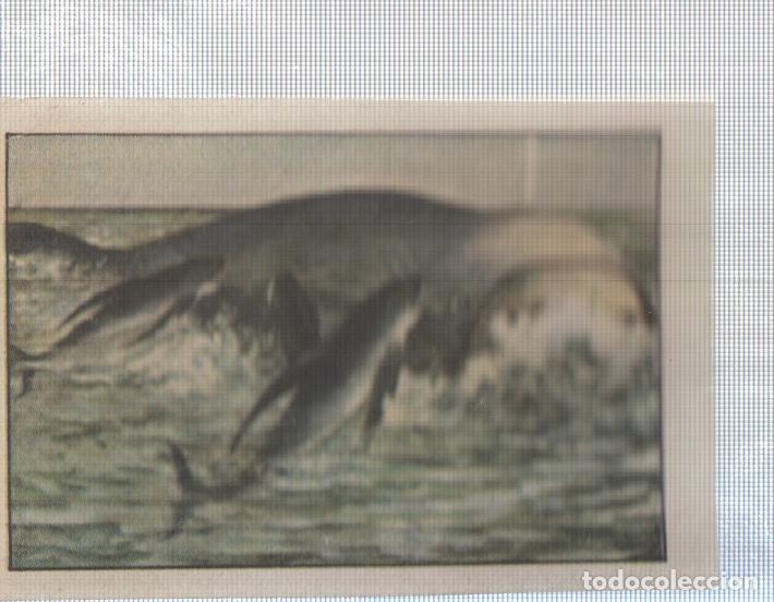 Colecionismo desportivo: Cromo Nestle numerado 154: Fauna marina