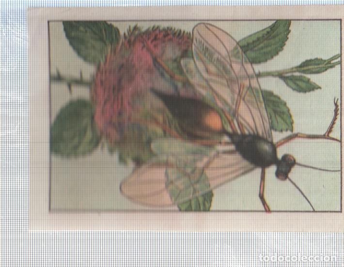 Colecionismo desportivo: Cromo Nestle numerado 167: Insectos