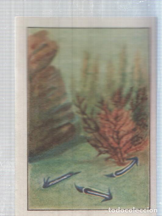 Colecionismo desportivo: Cromo Nestle numerado 192: Flora marina
