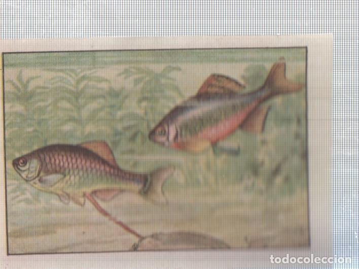 Colecionismo desportivo: Cromo Nestle numerado 194: peces