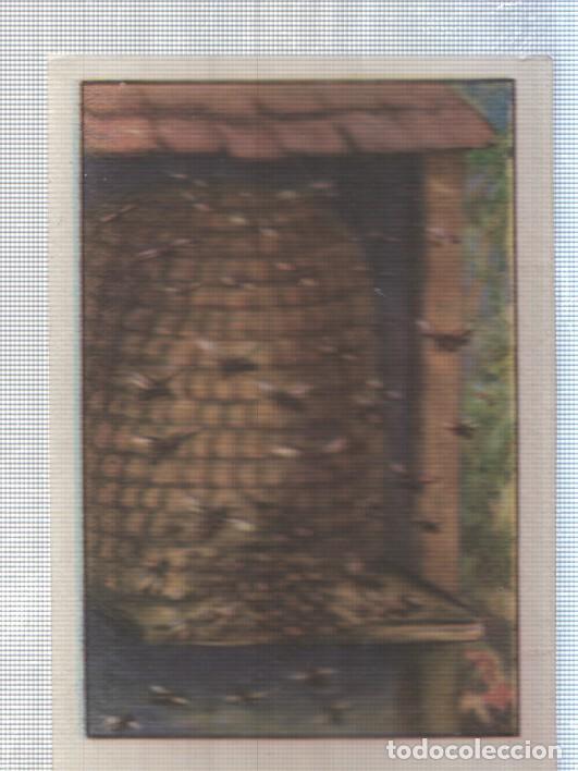 Collezionismo sportivo: Cromo Nestle numerado 232: Insectos