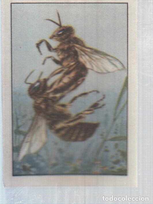 Collezionismo sportivo: Cromo Nestle numerado 234: Insectos