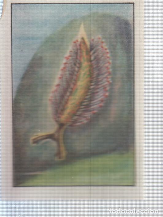 Collezionismo sportivo: Cromo Nestle numerado 258: Flora marina