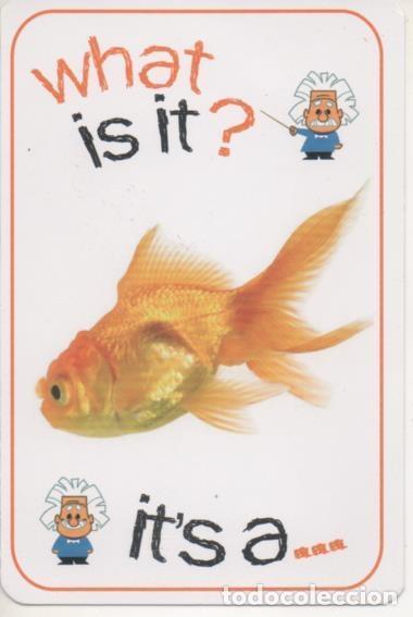 Sports collectibles: Cromo E001677: Cards. What is it? Fish - NULL