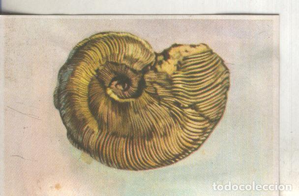 Sports collectibles: Cromos: Historia Natural numero 072 - Varios